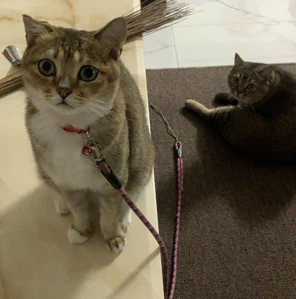 The Guilty Look